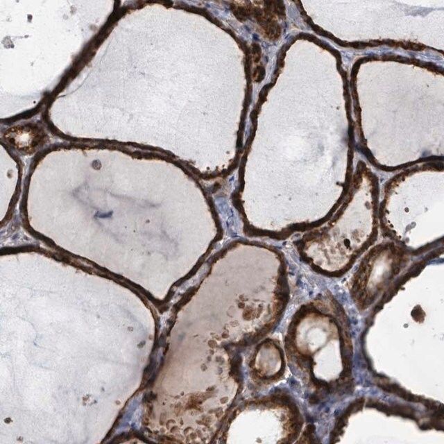 Anti-SHROOM2 antibody produced in rabbit