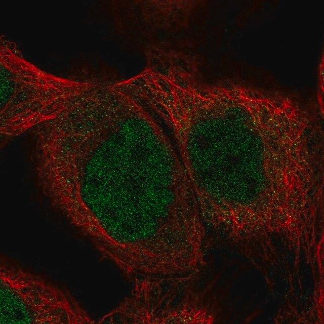 Anti-SHQ1 antibody produced in rabbit