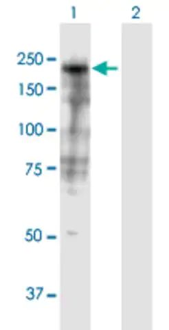 Anti-SHROOM3 antibody produced in mouse