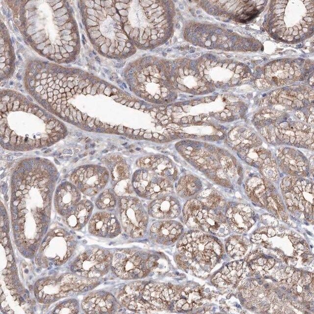 Anti-SH3TC1 antibody produced in rabbit