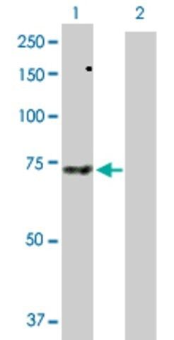 Anti-SH3PX3 antibody produced in rabbit