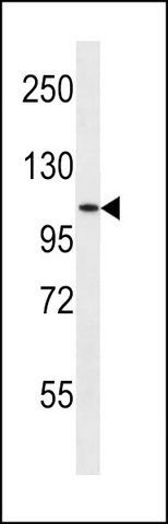 ANTI-SH3RF3 (C-TERM) antibody produced in rabbit