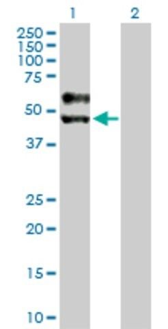 Anti-SIGIRR antibody produced in rabbit