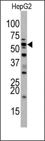 Anti-SIGLEC7 (D-siglec) (N-term) antibody produced in rabbit