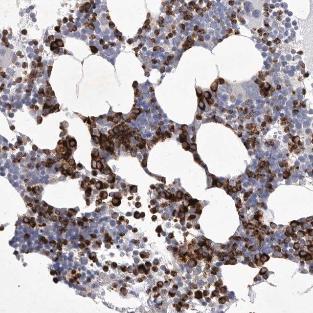 Anti-SIGLEC10 antibody produced in rabbit