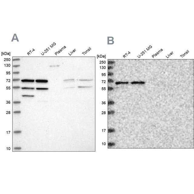 Anti-SIAE antibody produced in rabbit