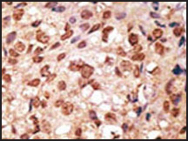 Anti-SIGLEC11 (N-term) antibody produced in rabbit