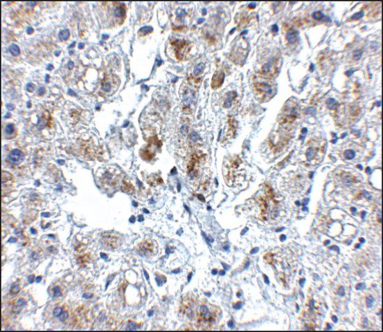 Anti-SIGLEC11 antibody produced in rabbit