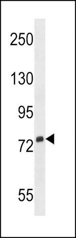 ANTI-SIGLEC5 (N-TERM) antibody produced in rabbit