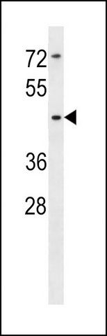 ANTI-SIGLEC14 (N-TERM) antibody produced in rabbit