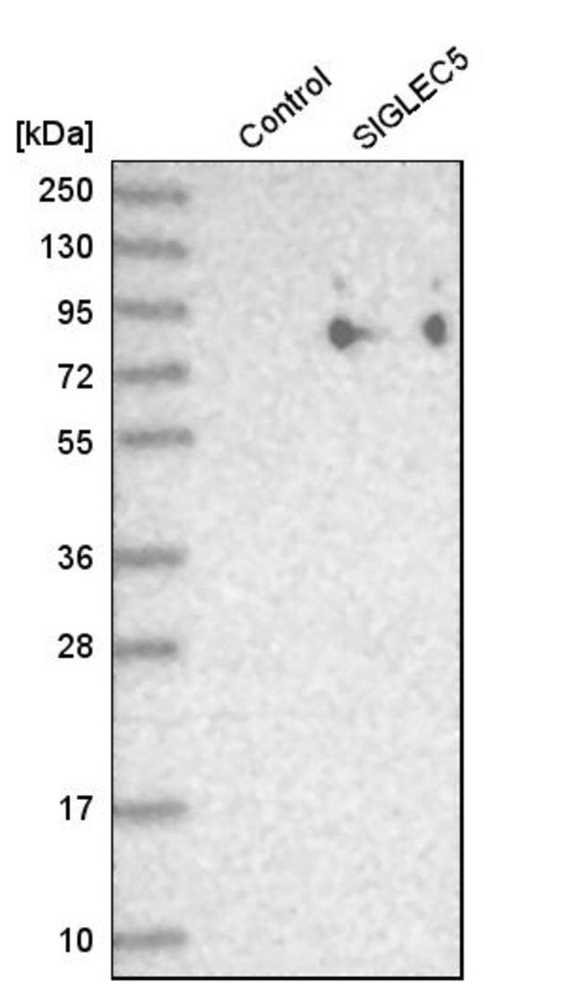 Anti-SIGLEC5 antibody produced in rabbit