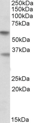 Anti-SIGLEC6 antibody produced in goat