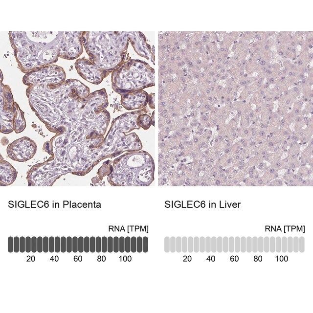 Anti-SIGLEC6 antibody produced in rabbit