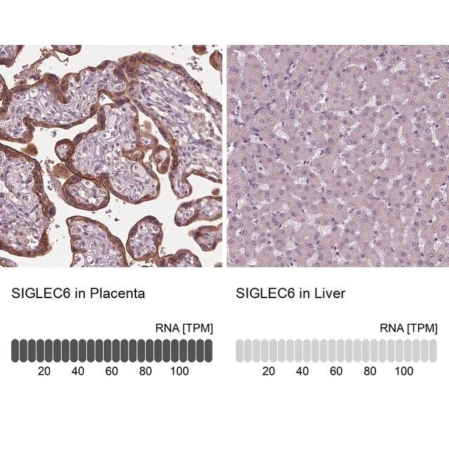 Anti-SIGLEC6 antibody produced in rabbit