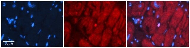 Anti-SIX1 antibody produced in rabbit