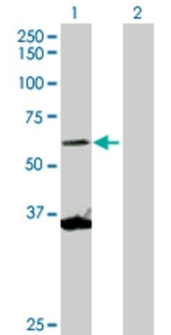 Anti-SCMH1 antibody produced in rabbit