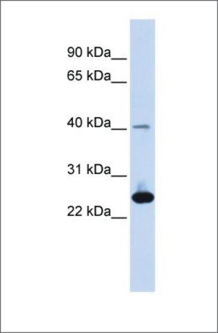 Anti-SELS antibody produced in rabbit