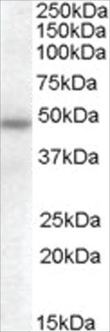 Anti-SERPINA12 antibody produced in goat