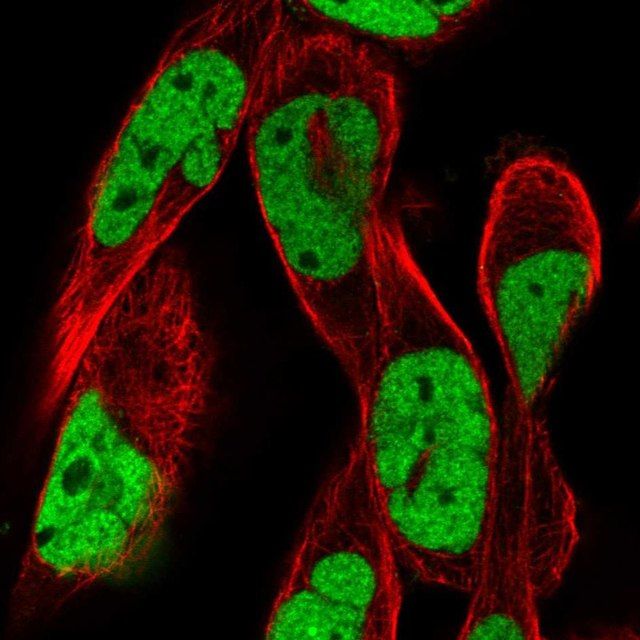 Anti-RSF1 antibody produced in rabbit