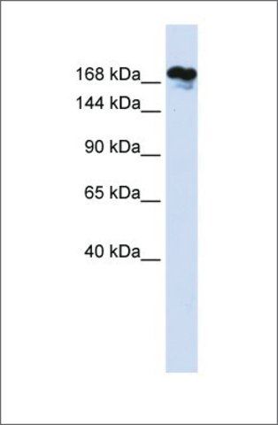 Anti-RSF1 antibody produced in rabbit