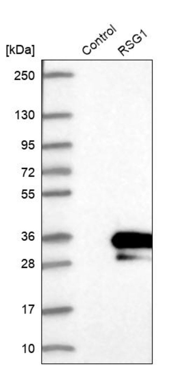 Anti-RSG1 antibody produced in rabbit