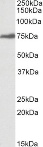 Anti-RSL1D1 antibody produced in goat