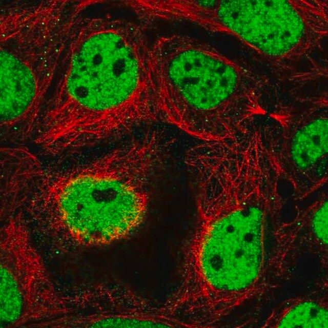 Anti-RSF1 antibody produced in rabbit