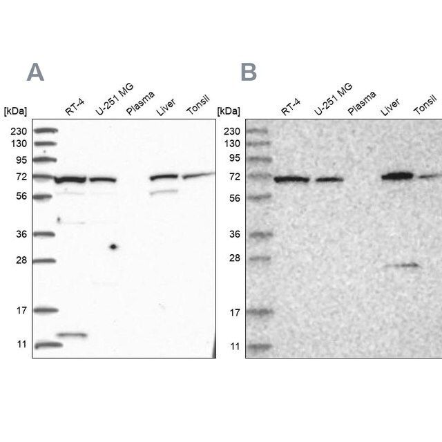 Anti-RNPEP antibody produced in rabbit