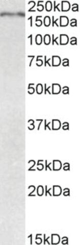 Anti-Robo1 antibody produced in goat