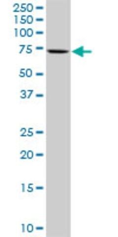 Anti-RP13-122B23.3 antibody produced in rabbit