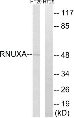 Anti-RNUXA antibody produced in rabbit