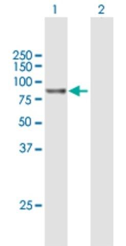 Anti-RP5-1022P6.2 antibody produced in mouse