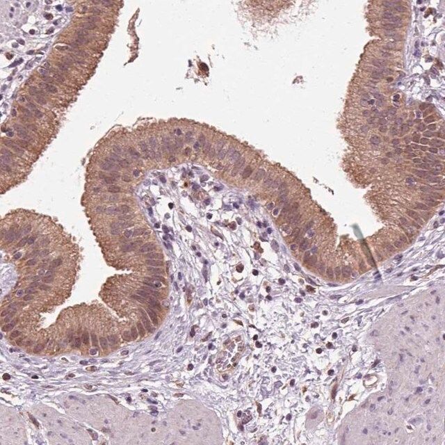 Anti-RNPEP antibody produced in rabbit