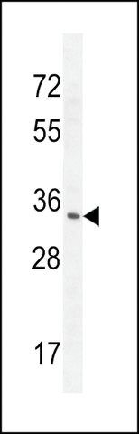 ANTI-RNT2(N-TERMINAL) antibody produced in rabbit