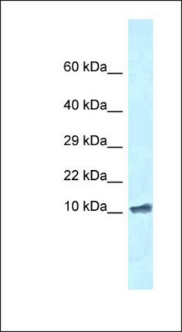 Anti-ROMO1 antibody produced in rabbit