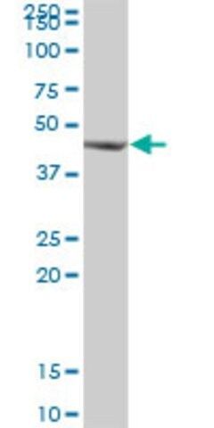 Anti-RNH1 antibody produced in mouse