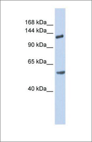 Anti-ROBO2 antibody produced in rabbit