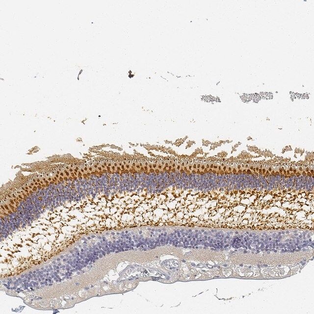 Anti-RP1 antibody produced in rabbit