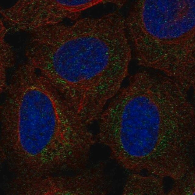 Anti-RP11-80H18.3 antibody produced in rabbit