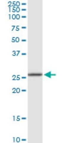 Anti-RPA4 antibody produced in rabbit