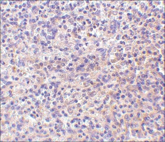 Anti-RP105 antibody produced in rabbit