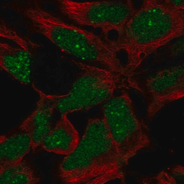 Anti-RP11-302B13.5 antibody produced in rabbit