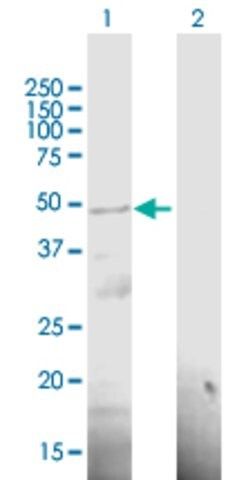 Anti-RP11-98F14.6 antibody produced in mouse