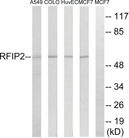 Anti-RAB11FIP2 antibody produced in rabbit