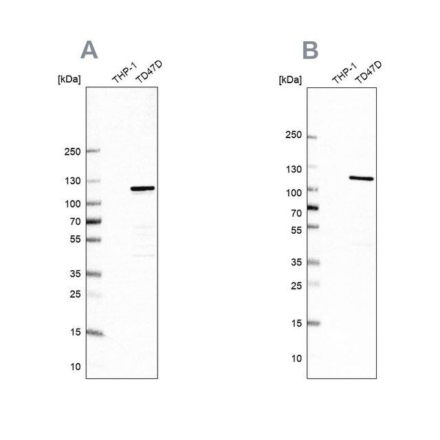 Anti-RABEP1 antibody produced in rabbit