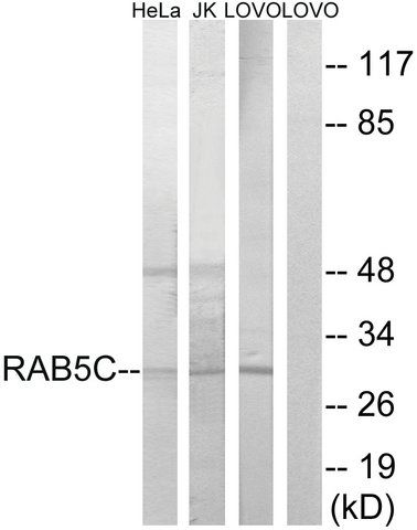 Anti-RAB5C antibody produced in rabbit