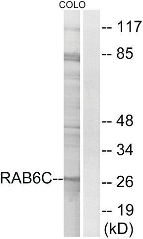 Anti-RAB6C antibody produced in rabbit