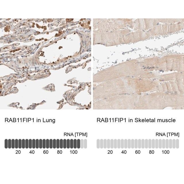 Anti-RAB11FIP1 antibody produced in rabbit