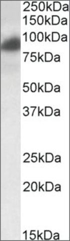 Anti-RAB11FIP1 antibody produced in goat