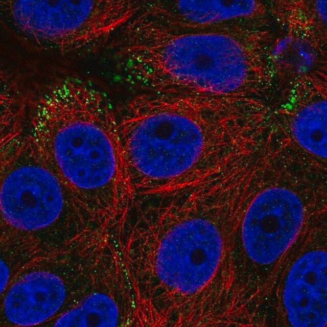 Anti-RAB3D antibody produced in rabbit